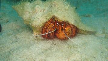 Un langostino se camufla entre algas marinas y arena en el lecho oceánico.