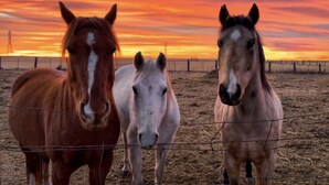 Trois chevaux se tiennent derrière une clôture en fil de fer barbelé, au coucher du soleil.