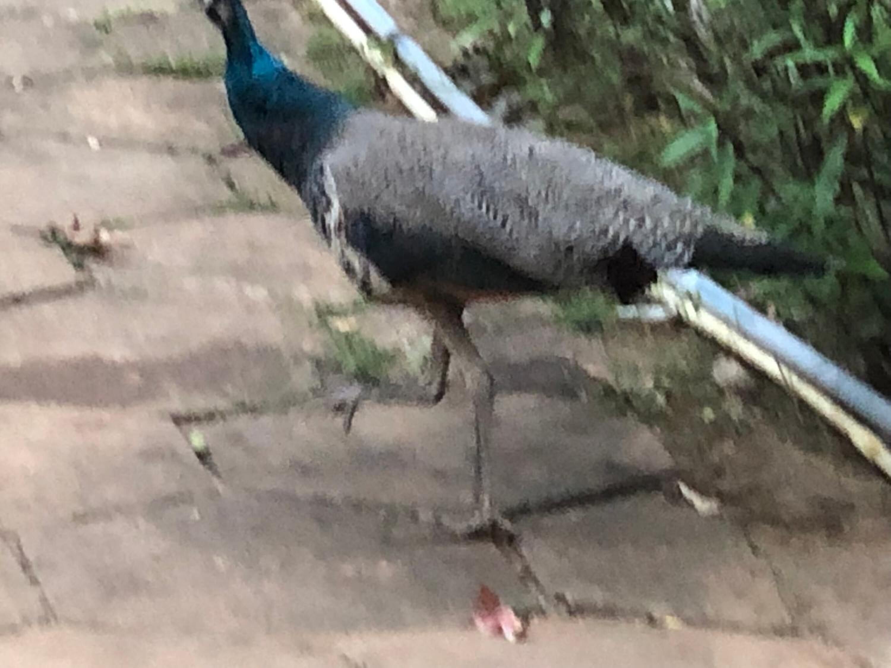 A bird walking on a paved surface.