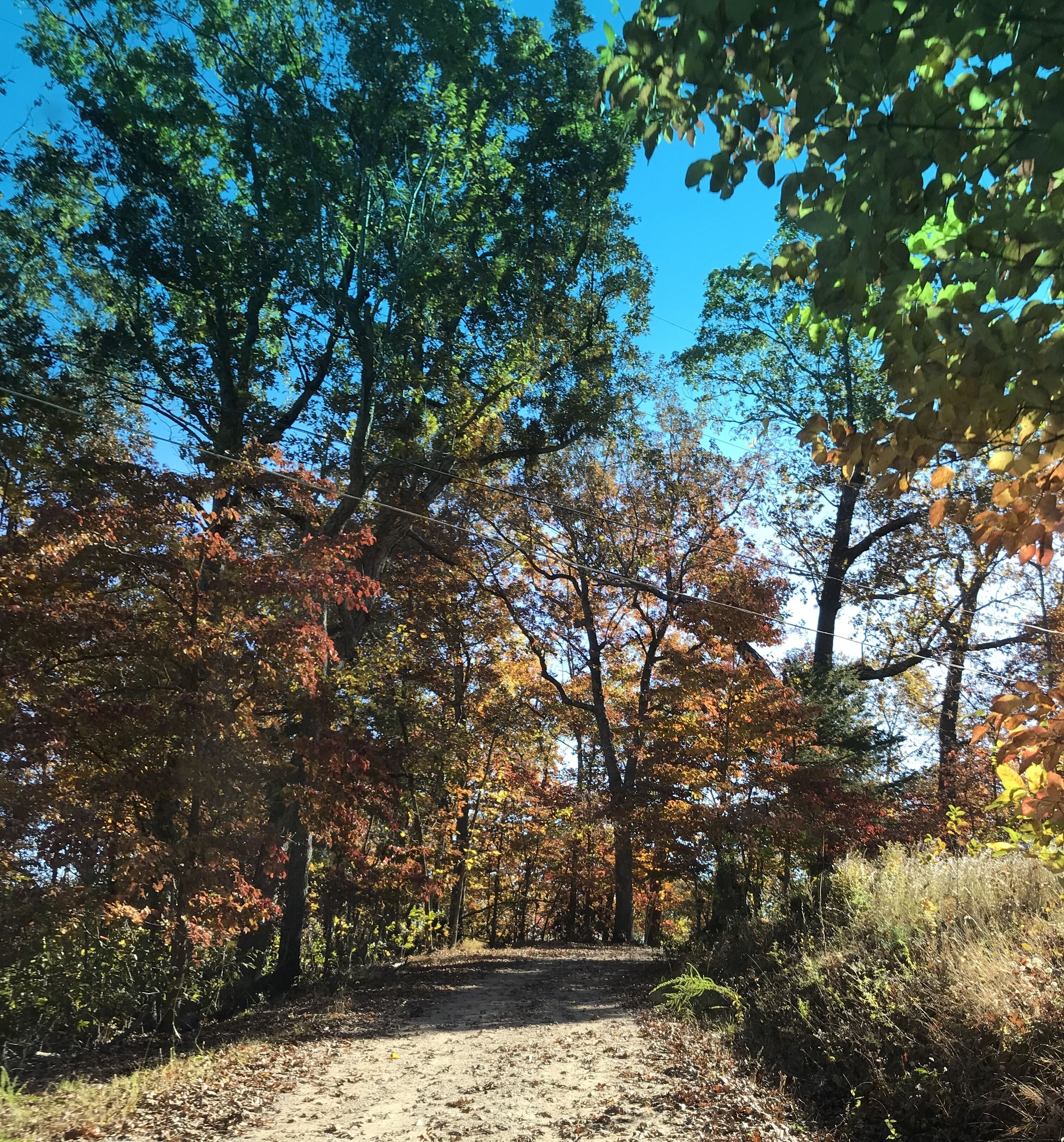A dirt path leading through a forest with autumn-colored trees.