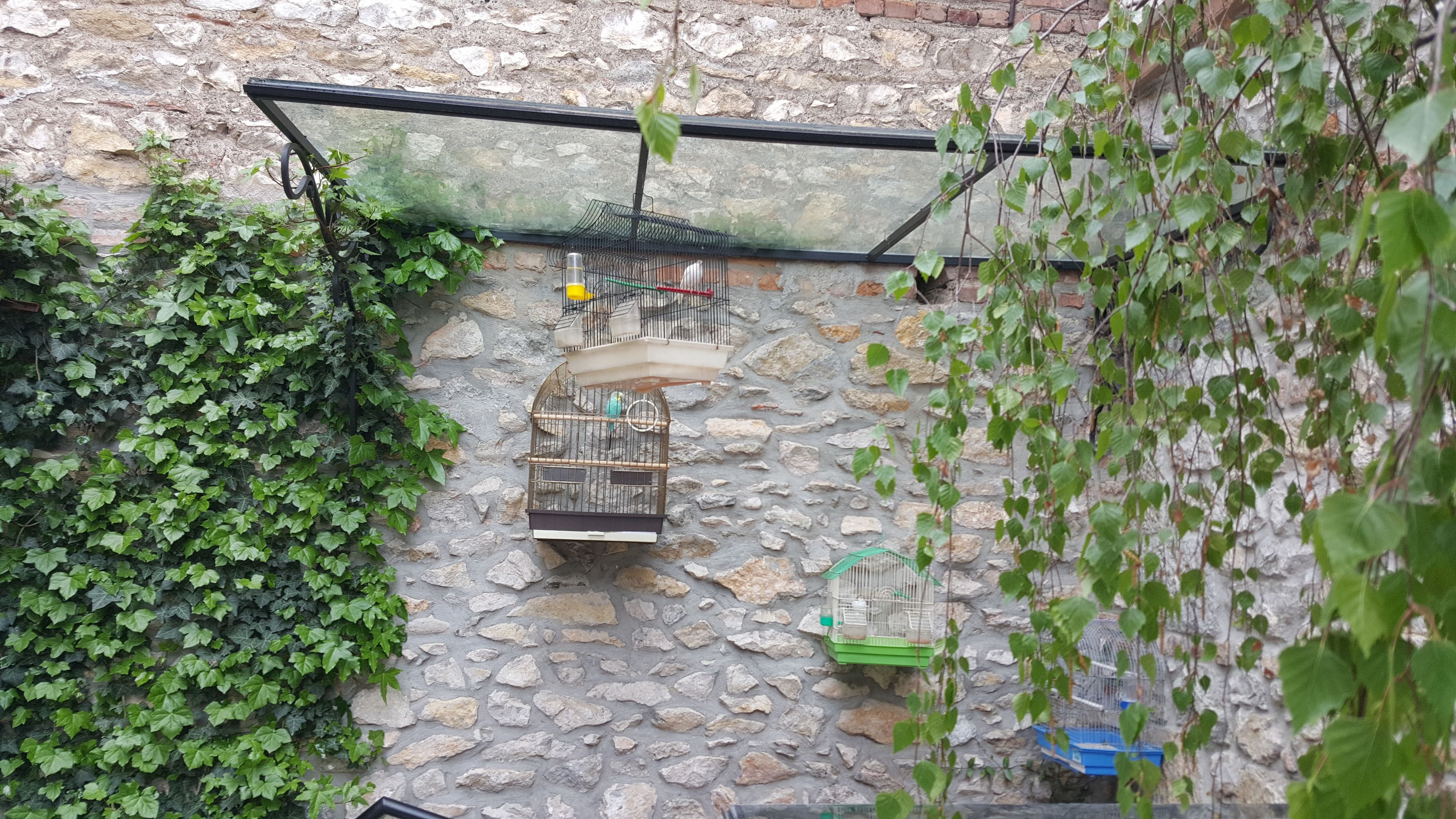 Un muro de piedra con varias jaulas de pájaros y una planta colgante.