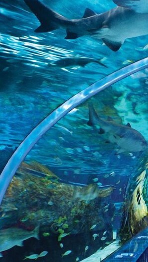 An underwater scene with various fish and a large shark. - Bear Crossing 202 (Pigeon Forge)