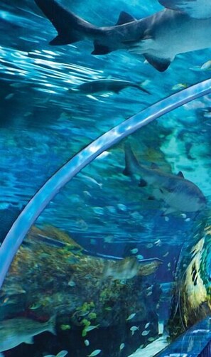 An underwater scene with sharks swimming near a glass barrier. - Bear Crossing 502 (Pigeon Forge)