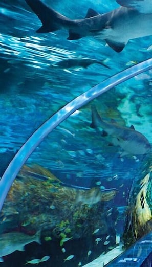An underwater scene with sharks and fish, likely in an aquarium setting.