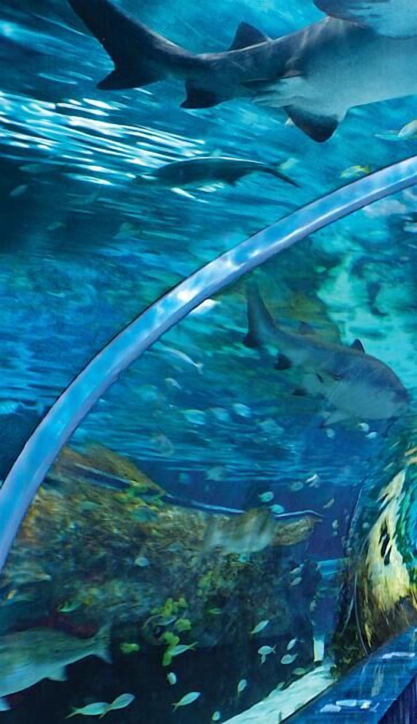 An underwater scene with sharks and fish, viewed through a transparent viewing area.