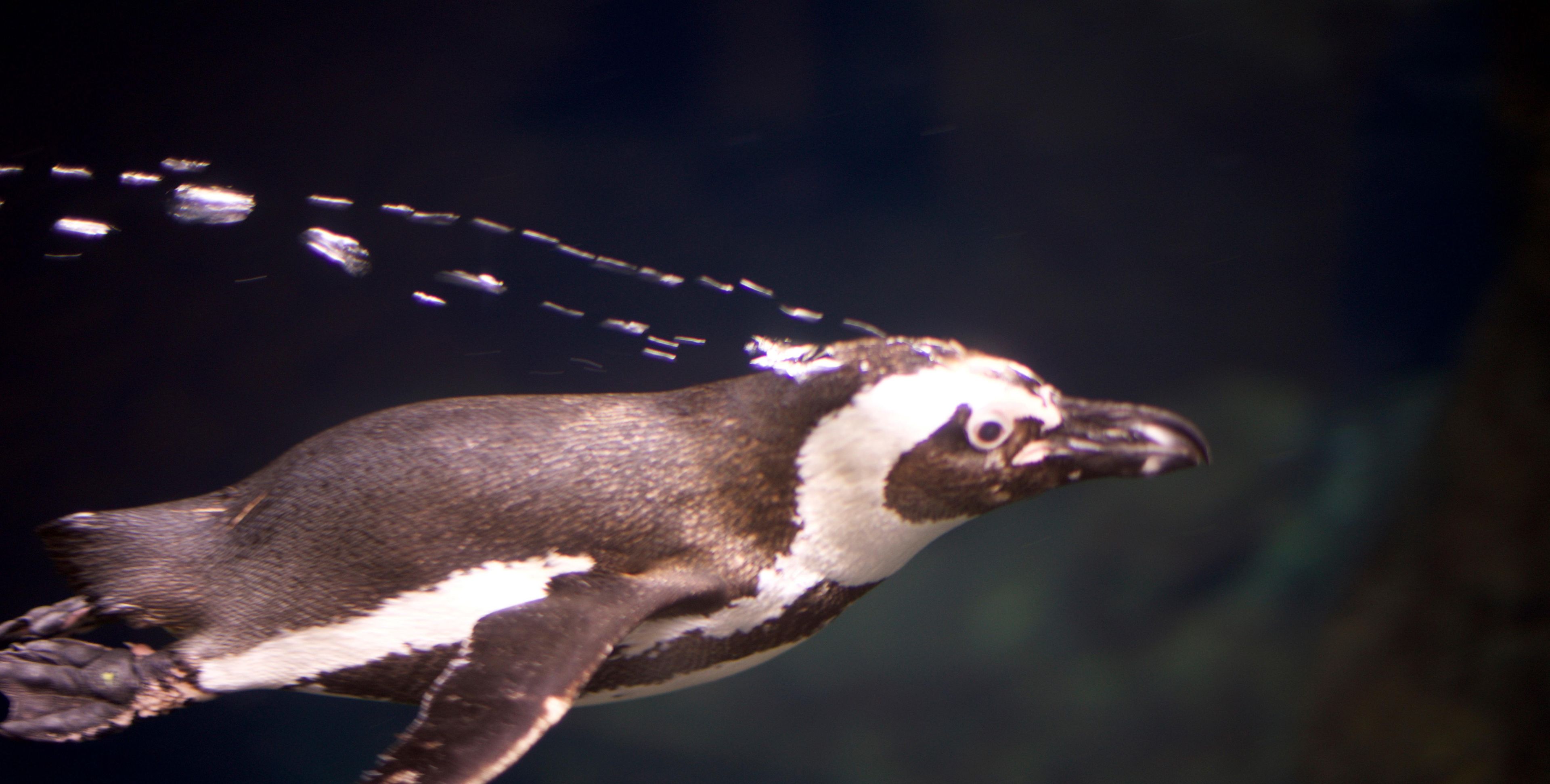 Ein Pinguin schwimmt im Wasser.