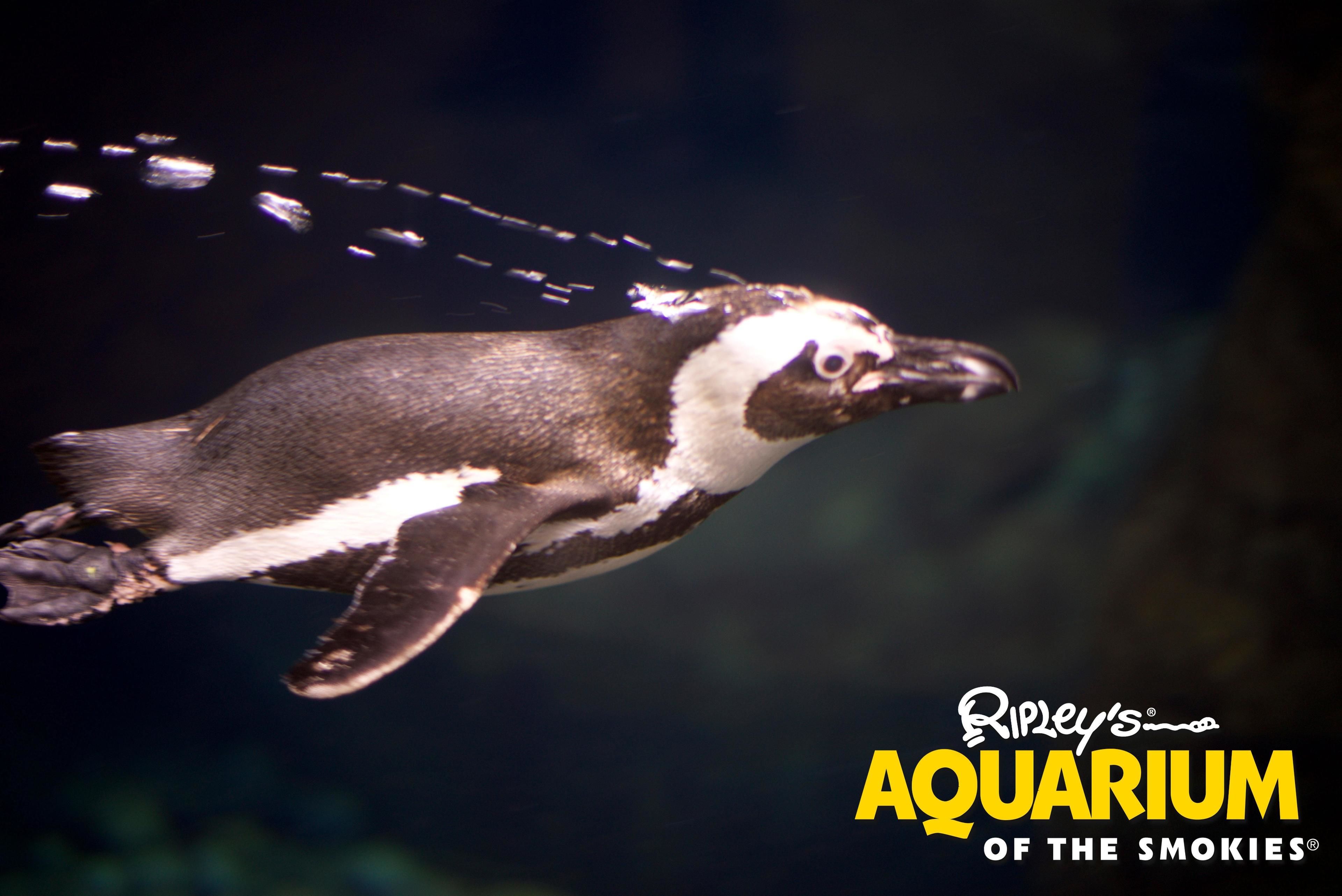 Um pinguim nadando em um aquário.
