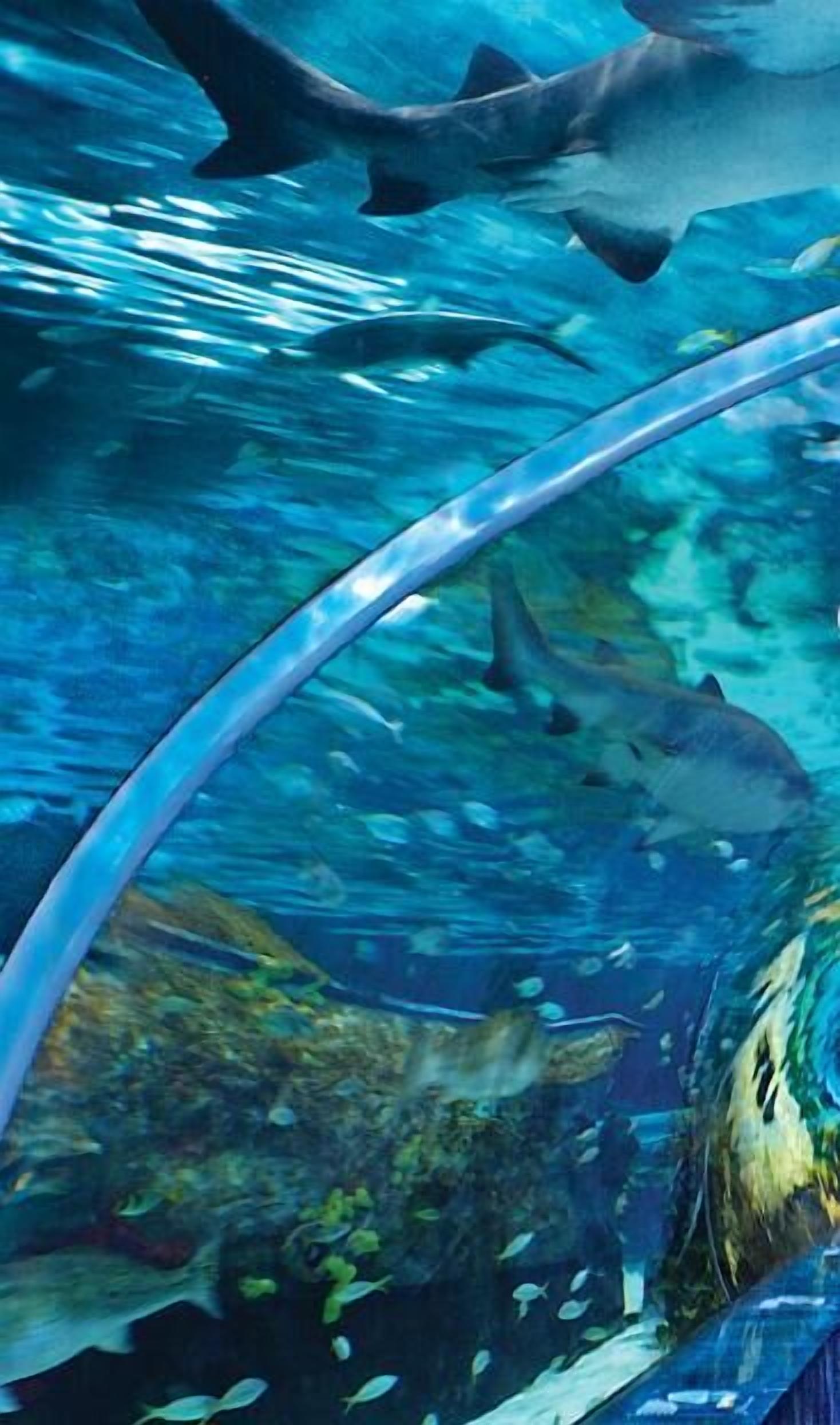 An underwater scene with sharks swimming near a glass barrier.