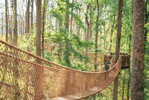 A hammock suspended between trees in a forested area.