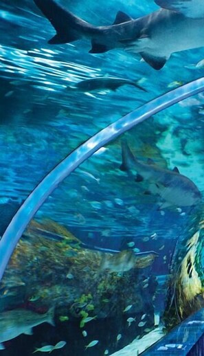 Eine Unterwasseransicht mit Haien und Fischen, aufgenommen durch eine transparente Aussichtskuppel.