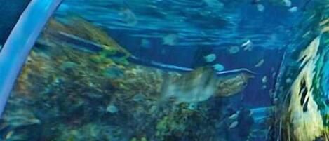 Lejlighed - flere senge (Cedar Lodge 403) | Pool | Udendørs pool