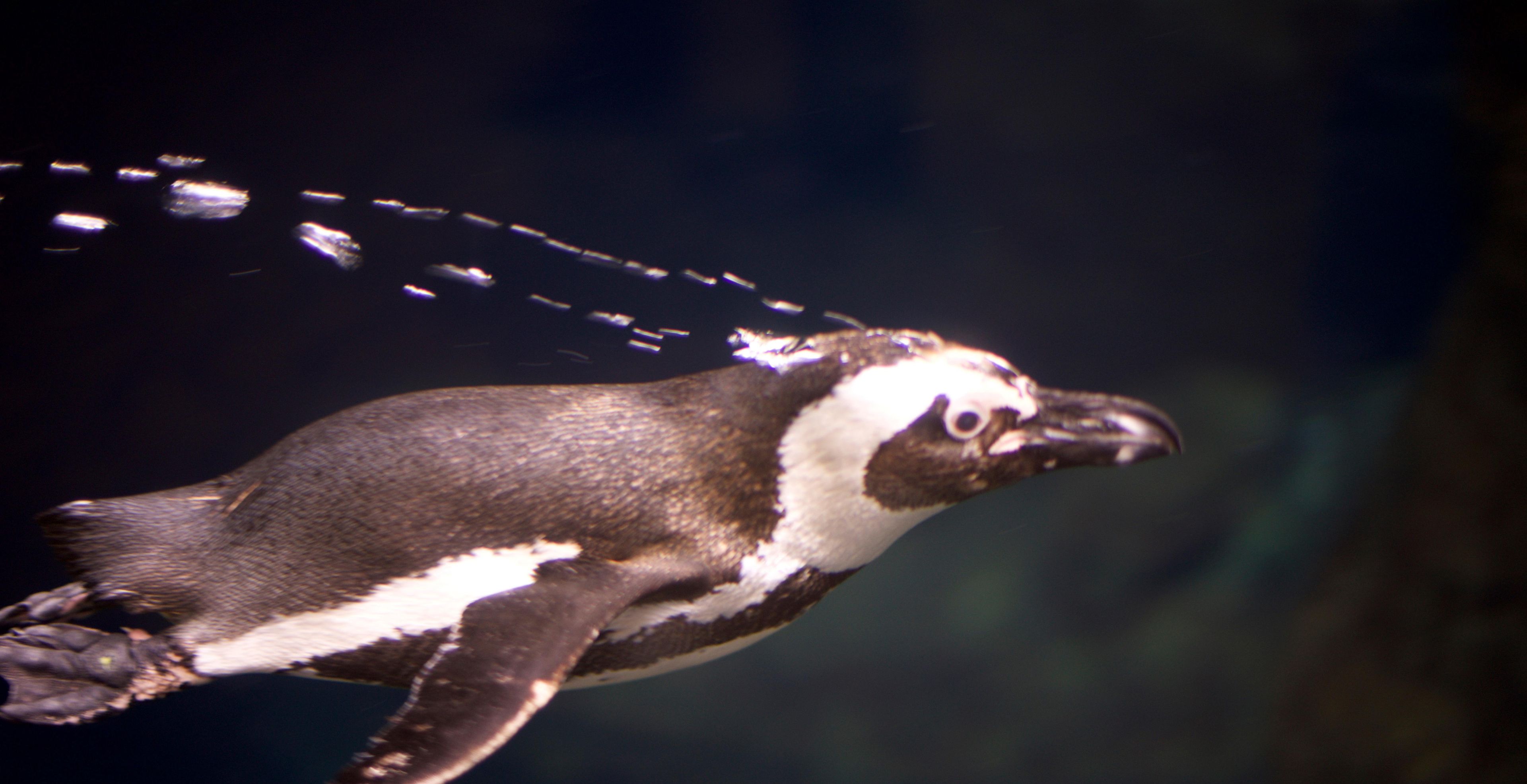 A penguin swimming in water.