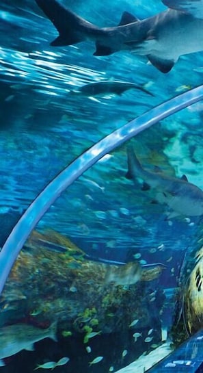 Escena submarina con tiburones nadando en un tanque de agua azul cristalina.