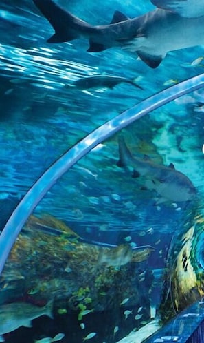 An underwater scene with sharks swimming near a transparent viewing area.