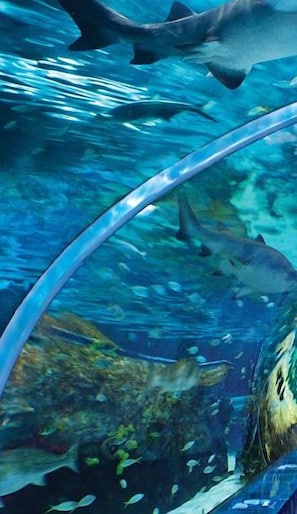 An underwater scene with sharks and various fish species, viewed through a curved viewing window. - Whispering Pines 143 (Pigeon Forge)