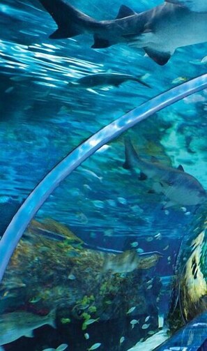 Eine Unterwasseransicht mit Haien, die sich in der Nähe einer Glaswand aufhalten.