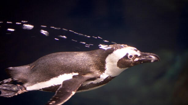 A penguin swimming in water. - Whispering Pines 222 (Pigeon Forge)