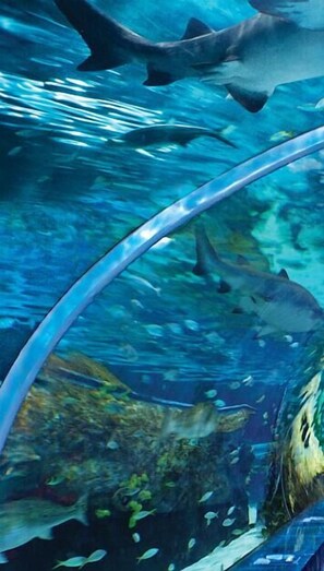 An underwater view of a marine exhibit with sharks and fish, featuring clear water and a glass viewing area. - Whispering Pines 223 (Pigeon Forge)