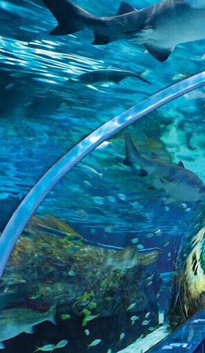 An underwater scene with sharks and fish in an aquarium. - Whispering Pines 312 (Pigeon Forge)