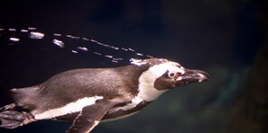 Un pingouin nageant dans l’eau.
