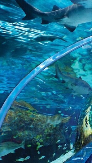 An underwater scene with sharks and fish, likely in an aquarium setting. - Whispering Pines 321 (Pigeon Forge)