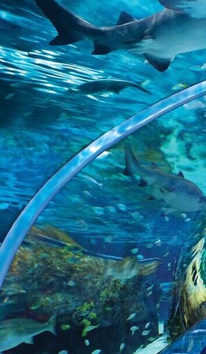 An underwater scene with sharks swimming near a glass barrier. - Whispering Pines 333 (Pigeon Forge)