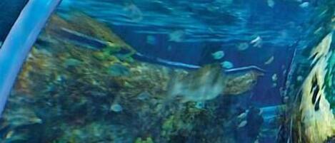 Condo, Multiple Beds (Whispering Pines 354) | Pool | Indoor pool, outdoor pool