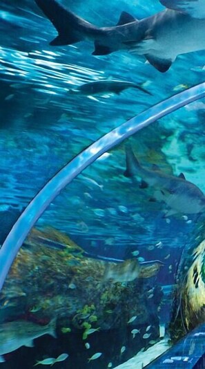 Eine Unterwasseransicht mit einem großen Hai, der sich in der Nähe der Scheibe eines Aquariums bewegt.