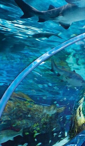 Eine Unterwasseransicht mit Haien und Fischen, vermutlich in einem Aquarium.