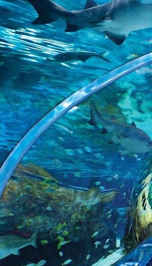 Escena submarina con un tiburón nadando cerca de una barrera de cristal.