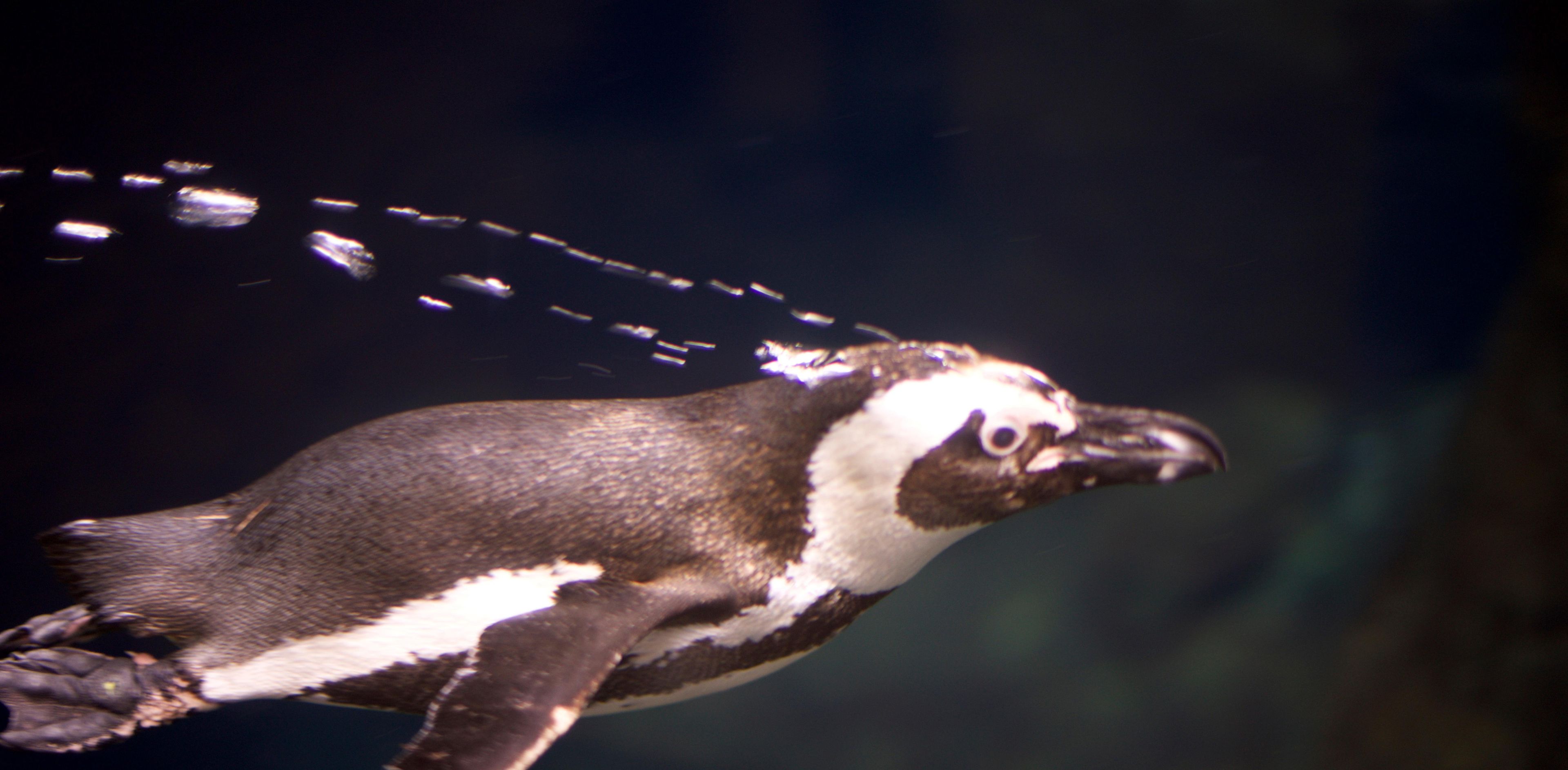 A penguin swimming in water.