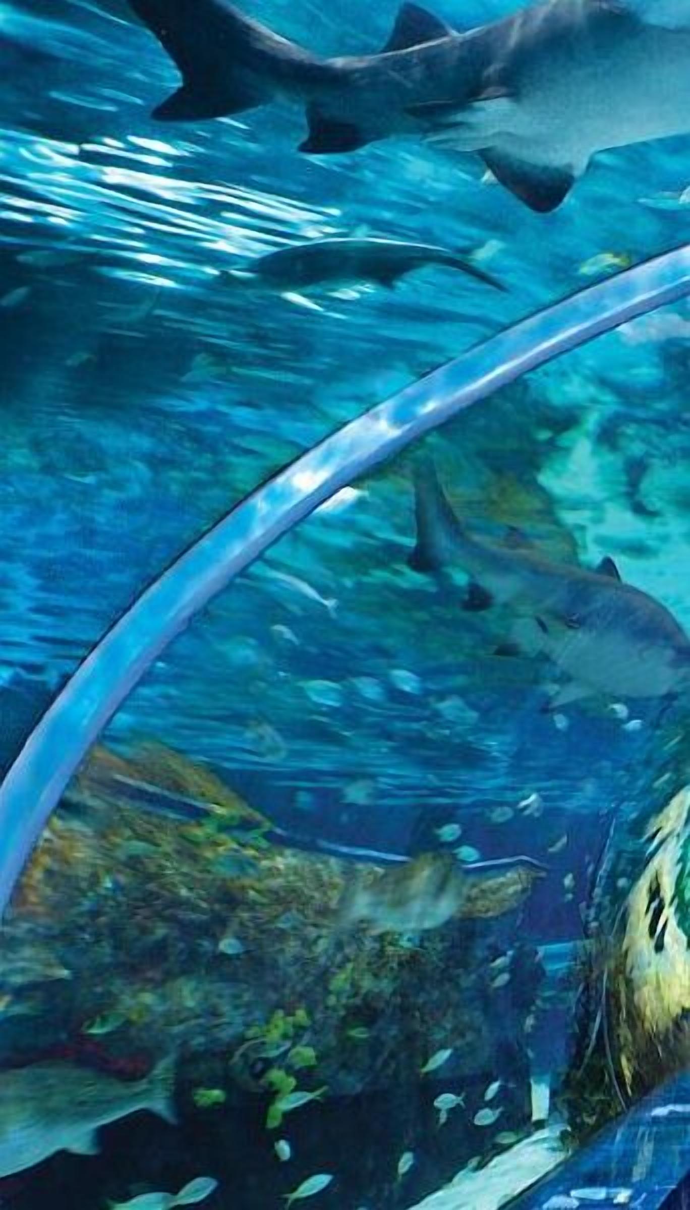 An underwater scene with a clear view of a large shark swimming near a glass viewing area.