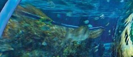 An underwater scene with a clear view of a large shark swimming near a glass viewing area.