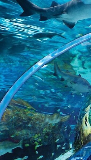 An underwater scene with a shark swimming near a transparent viewing tube. - Whispering Pines 513 (Pigeon Forge)