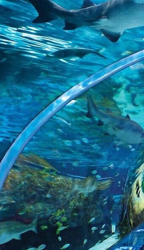Eine Unterwassterszene mit Haien und Fischen, betrachtet durch eine transparente Beobachtungsfenster.
