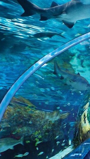 An underwater scene with sharks swimming near a glass viewing area. - Whispering Pines 454 (Pigeon Forge)