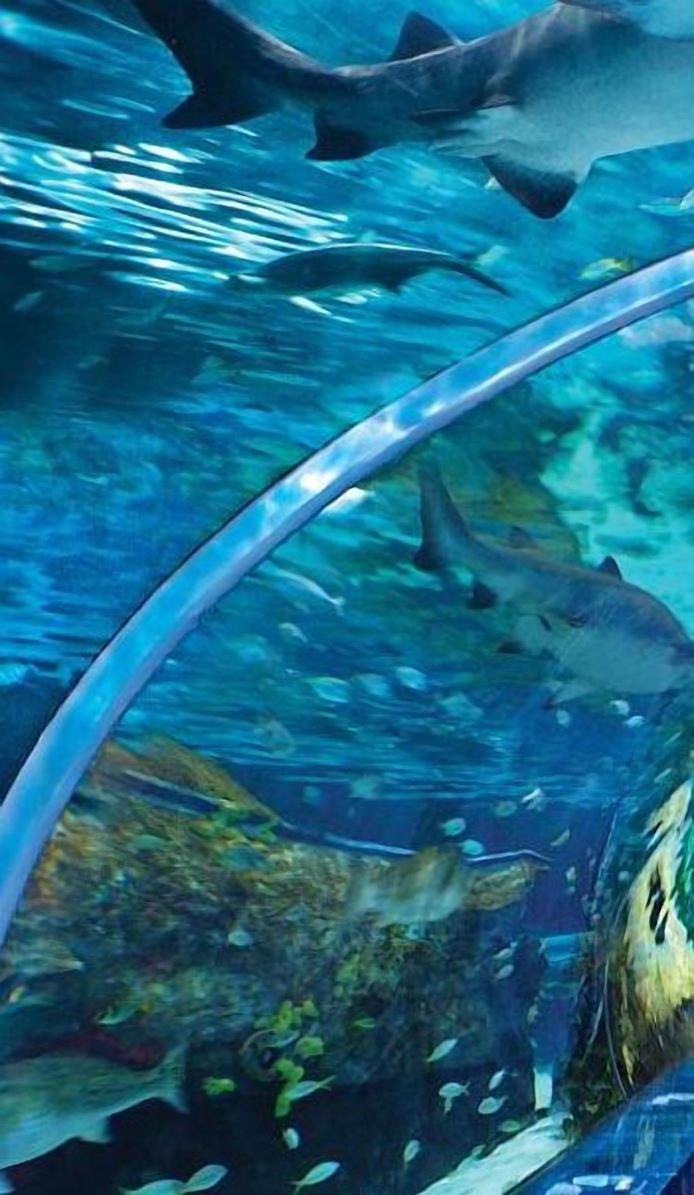 Scena subacquea con acqua cristallina, che mostra diverse creature marine e una grande struttura curva, probabilmente parte di un’esposizione di un acquario.