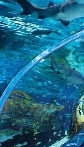 Escena submarina con tiburones nadando cerca de una barrera de cristal.