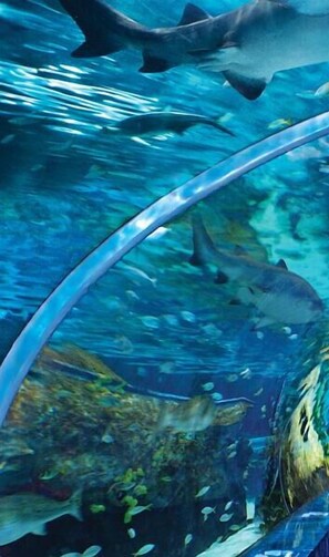 Une scène sous-marine où l’on voit un requin nager près d’une paroi de verre.