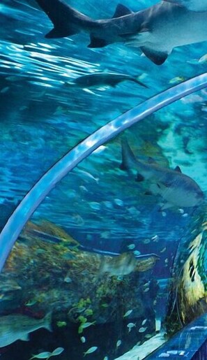 An underwater scene with sharks swimming near a glass barrier. - Whispering Pines 611 (Pigeon Forge)