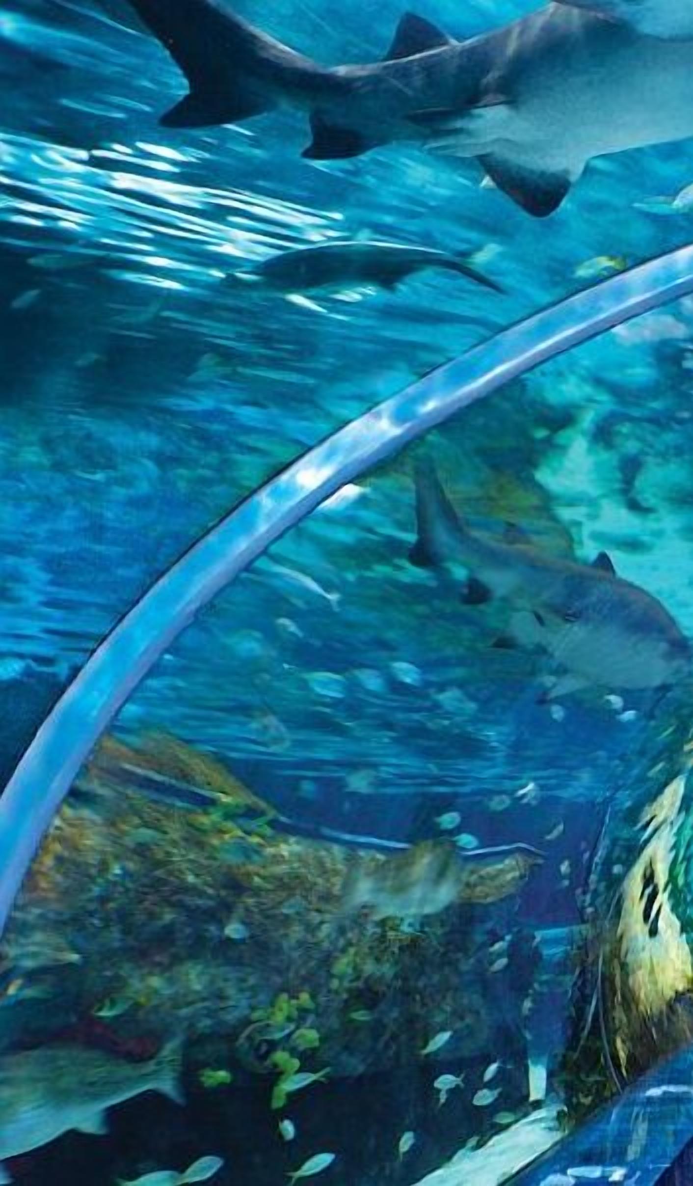 An underwater scene with a clear view of a shark swimming near the surface.