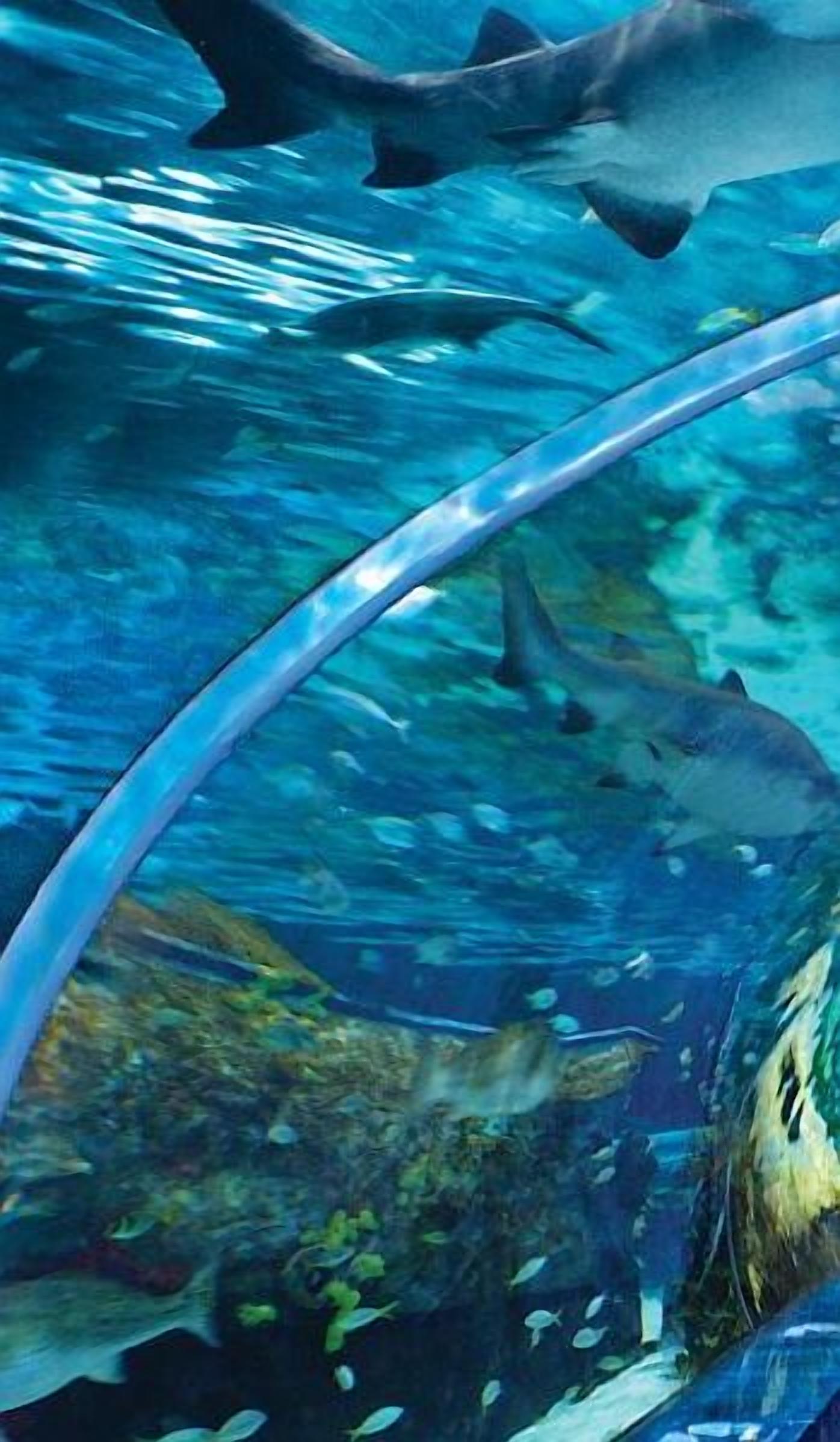 Une scène sous-marine où l’on voit clairement un requin nager près de la vitre d’un aquarium.