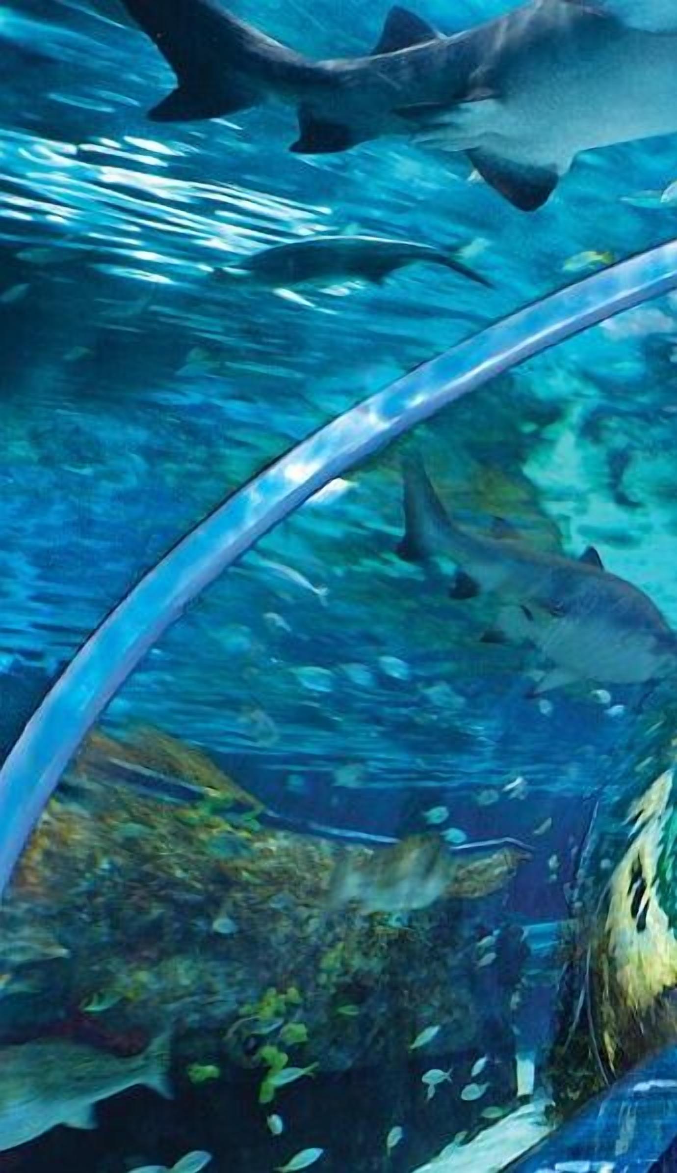 Eine Unterwasseransicht mit Haifischen und einer transparenten Glaskonstruktion.