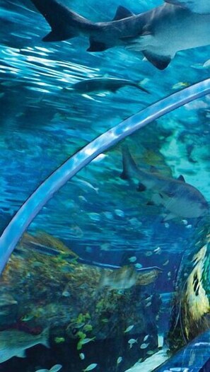 Vista subacuática de tiburones nadando en un tanque grande de acuario.