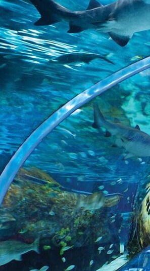 Une scène sous-marine où l’on aperçoit clairement un requin nageant près d’une paroi de verre.