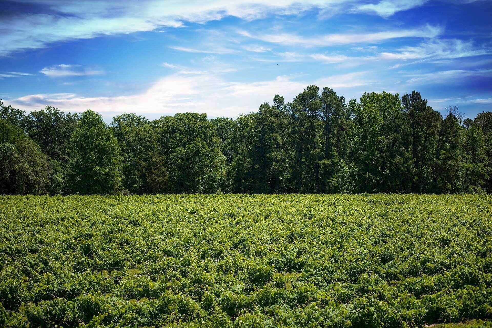 A vineyard with rows of grapevines under a clear sky.