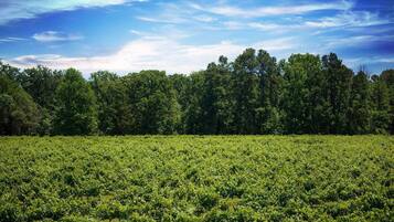 A vineyard with rows of grapevines under a clear sky.