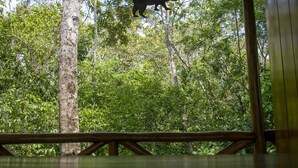 The Agouti Tree House