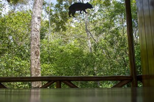 A wooden deck with a view of a forested area and a bear silhouette in the background.