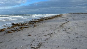 En strand med tang langs kysten og bølger der slår ind mod sandet.